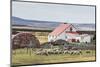 Sheep Waiting to Be Shorn at Long Island Sheep Farms, Outside Stanley, Falkland Islands-Michael Nolan-Mounted Photographic Print