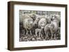 Sheep Waiting to Be Shorn at Long Island Sheep Farms, Outside Stanley, Falkland Islands-Michael Nolan-Framed Photographic Print