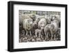 Sheep Waiting to Be Shorn at Long Island Sheep Farms, Outside Stanley, Falkland Islands-Michael Nolan-Framed Photographic Print