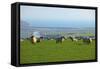 Sheep with Cuckmere Haven in the Background, East Sussex, England, United Kingdom, Europe-Neil Farrin-Framed Stretched Canvas