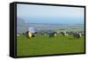 Sheep with Cuckmere Haven in the Background, East Sussex, England, United Kingdom, Europe-Neil Farrin-Framed Stretched Canvas