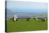 Sheep with Cuckmere Haven in the Background, East Sussex, England, United Kingdom, Europe-Neil Farrin-Stretched Canvas