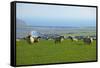 Sheep with Cuckmere Haven in the Background, East Sussex, England, United Kingdom, Europe-Neil Farrin-Framed Stretched Canvas