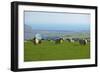 Sheep with Cuckmere Haven in the Background, East Sussex, England, United Kingdom, Europe-Neil Farrin-Framed Photographic Print