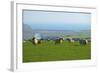 Sheep with Cuckmere Haven in the Background, East Sussex, England, United Kingdom, Europe-Neil Farrin-Framed Photographic Print