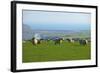 Sheep with Cuckmere Haven in the Background, East Sussex, England, United Kingdom, Europe-Neil Farrin-Framed Photographic Print