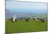 Sheep with Cuckmere Haven in the Background, East Sussex, England, United Kingdom, Europe-Neil Farrin-Mounted Photographic Print