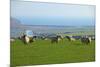 Sheep with Cuckmere Haven in the Background, East Sussex, England, United Kingdom, Europe-Neil Farrin-Mounted Photographic Print