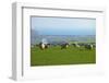 Sheep with Cuckmere Haven in the Background, East Sussex, England, United Kingdom, Europe-Neil Farrin-Framed Photographic Print