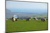 Sheep with Cuckmere Haven in the Background, East Sussex, England, United Kingdom, Europe-Neil Farrin-Mounted Photographic Print
