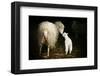 Sheep With Lamb in a Barn-null-Framed Art Print