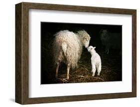 Sheep With Lamb in a Barn-null-Framed Art Print