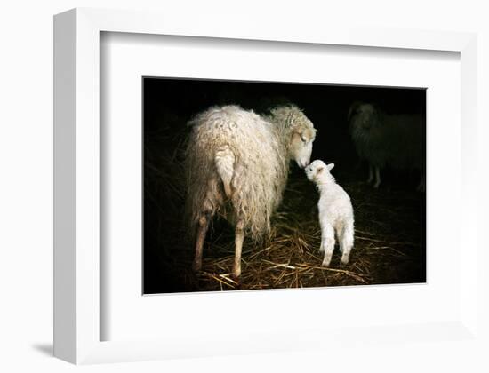 Sheep With Lamb in a Barn-null-Framed Art Print