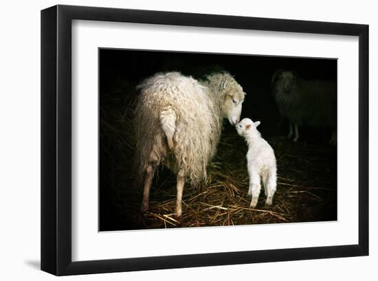 Sheep With Lamb in a Barn-null-Framed Art Print