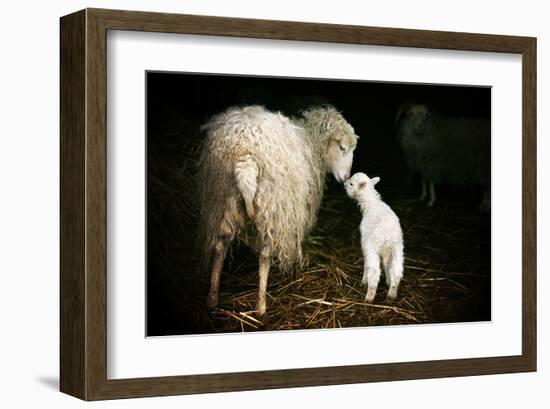 Sheep With Lamb in a Barn-null-Framed Art Print