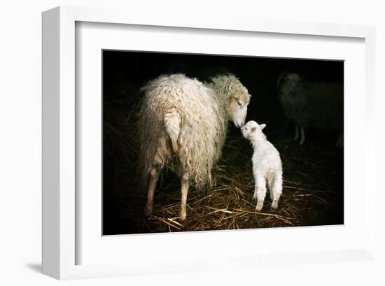 Sheep With Lamb in a Barn-null-Framed Art Print
