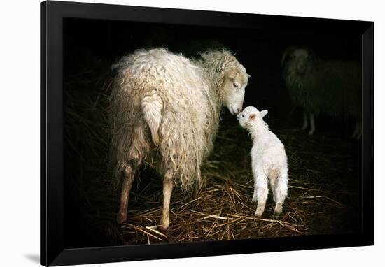 Sheep With Lamb in a Barn-null-Framed Art Print