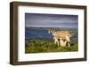 Sheep with Lamb on Stanage Edge, Peak District National Park, Derbyshire, England, United Kingdom-Andrew Sproule-Framed Photographic Print