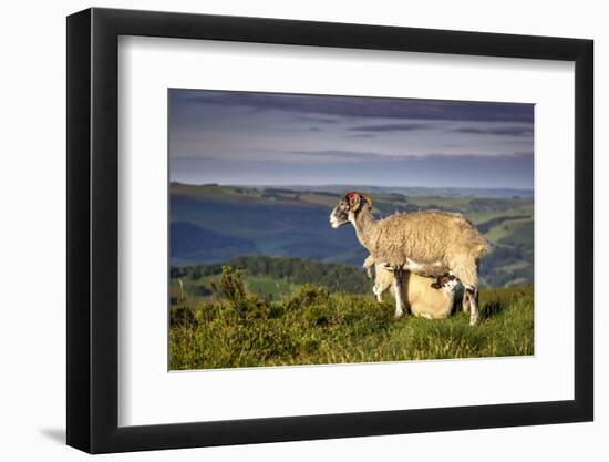 Sheep with Lamb on Stanage Edge, Peak District National Park, Derbyshire, England, United Kingdom-Andrew Sproule-Framed Photographic Print