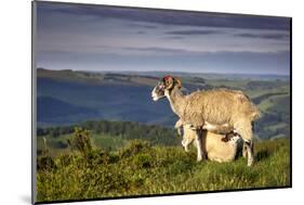 Sheep with Lamb on Stanage Edge, Peak District National Park, Derbyshire, England, United Kingdom-Andrew Sproule-Mounted Photographic Print