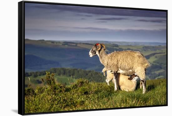 Sheep with Lamb on Stanage Edge, Peak District National Park, Derbyshire, England, United Kingdom-Andrew Sproule-Framed Stretched Canvas