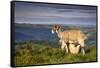 Sheep with Lamb on Stanage Edge, Peak District National Park, Derbyshire, England, United Kingdom-Andrew Sproule-Framed Stretched Canvas