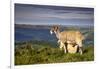 Sheep with Lamb on Stanage Edge, Peak District National Park, Derbyshire, England, United Kingdom-Andrew Sproule-Framed Photographic Print