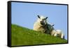 Sheep with Lamb, Westerhever, Germany, April 2009-Novák-Framed Stretched Canvas