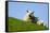 Sheep with Lamb, Westerhever, Germany, April 2009-Novák-Framed Stretched Canvas