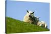 Sheep with Lamb, Westerhever, Germany, April 2009-Novák-Stretched Canvas