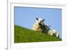 Sheep with Lamb, Westerhever, Germany, April 2009-Novák-Framed Photographic Print