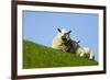 Sheep with Lamb, Westerhever, Germany, April 2009-Novák-Framed Photographic Print