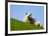 Sheep with Lamb, Westerhever, Germany, April 2009-Novák-Framed Photographic Print