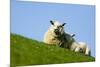 Sheep with Lamb, Westerhever, Germany, April 2009-Novák-Mounted Photographic Print