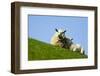 Sheep with Lamb, Westerhever, Germany, April 2009-Novák-Framed Photographic Print