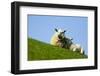 Sheep with Lamb, Westerhever, Germany, April 2009-Novák-Framed Photographic Print