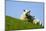 Sheep with Lamb, Westerhever, Germany, April 2009-Novák-Mounted Photographic Print