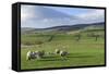 Sheep with Lambs in Fields Below the High Pennines, Eden Valley, Cumbria, England-James Emmerson-Framed Stretched Canvas