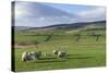 Sheep with Lambs in Fields Below the High Pennines, Eden Valley, Cumbria, England-James Emmerson-Stretched Canvas