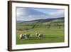 Sheep with Lambs in Fields Below the High Pennines, Eden Valley, Cumbria, England-James Emmerson-Framed Photographic Print