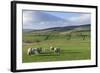 Sheep with Lambs in Fields Below the High Pennines, Eden Valley, Cumbria, England-James Emmerson-Framed Photographic Print