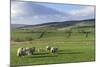 Sheep with Lambs in Fields Below the High Pennines, Eden Valley, Cumbria, England-James Emmerson-Mounted Photographic Print