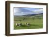 Sheep with Lambs in Fields Below the High Pennines, Eden Valley, Cumbria, England-James Emmerson-Framed Photographic Print