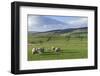 Sheep with Lambs in Fields Below the High Pennines, Eden Valley, Cumbria, England-James Emmerson-Framed Photographic Print