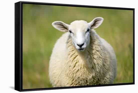 Sheep-Jeremy Walker-Framed Stretched Canvas