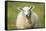 Sheep-Jeremy Walker-Framed Stretched Canvas