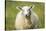 Sheep-Jeremy Walker-Stretched Canvas