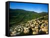 Sheep-null-Framed Stretched Canvas