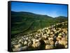 Sheep-null-Framed Stretched Canvas