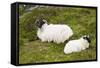 Sheep-null-Framed Stretched Canvas